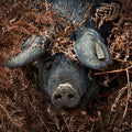 photo porc noir de bigorre fougères.
